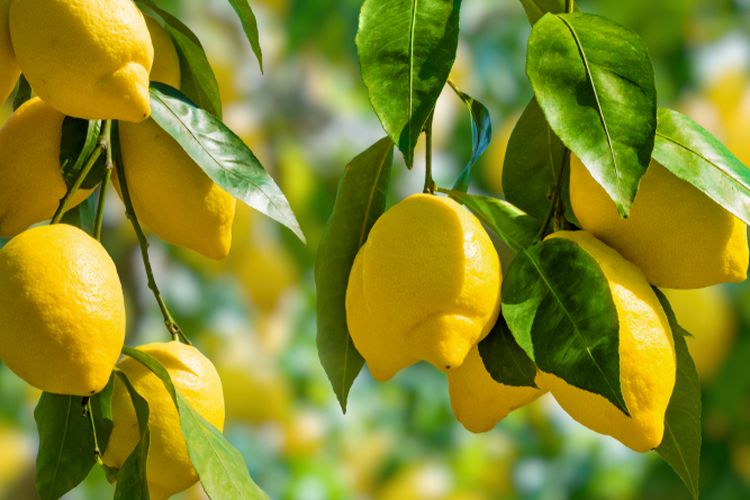 Ilustrasi pohon lemon.