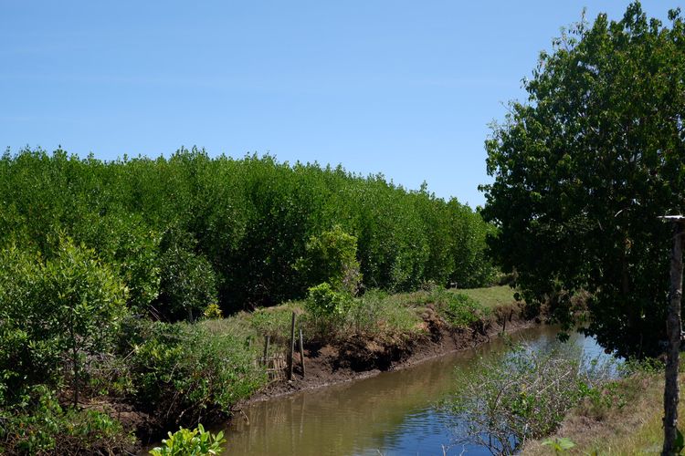 Pengelolaan ekowisata di kawasan mangrove Desa Budeng di Kabupaten Jembrana, Bali. 