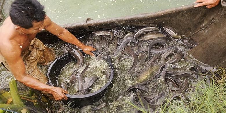 Ilustrasi peternak ikan lele 