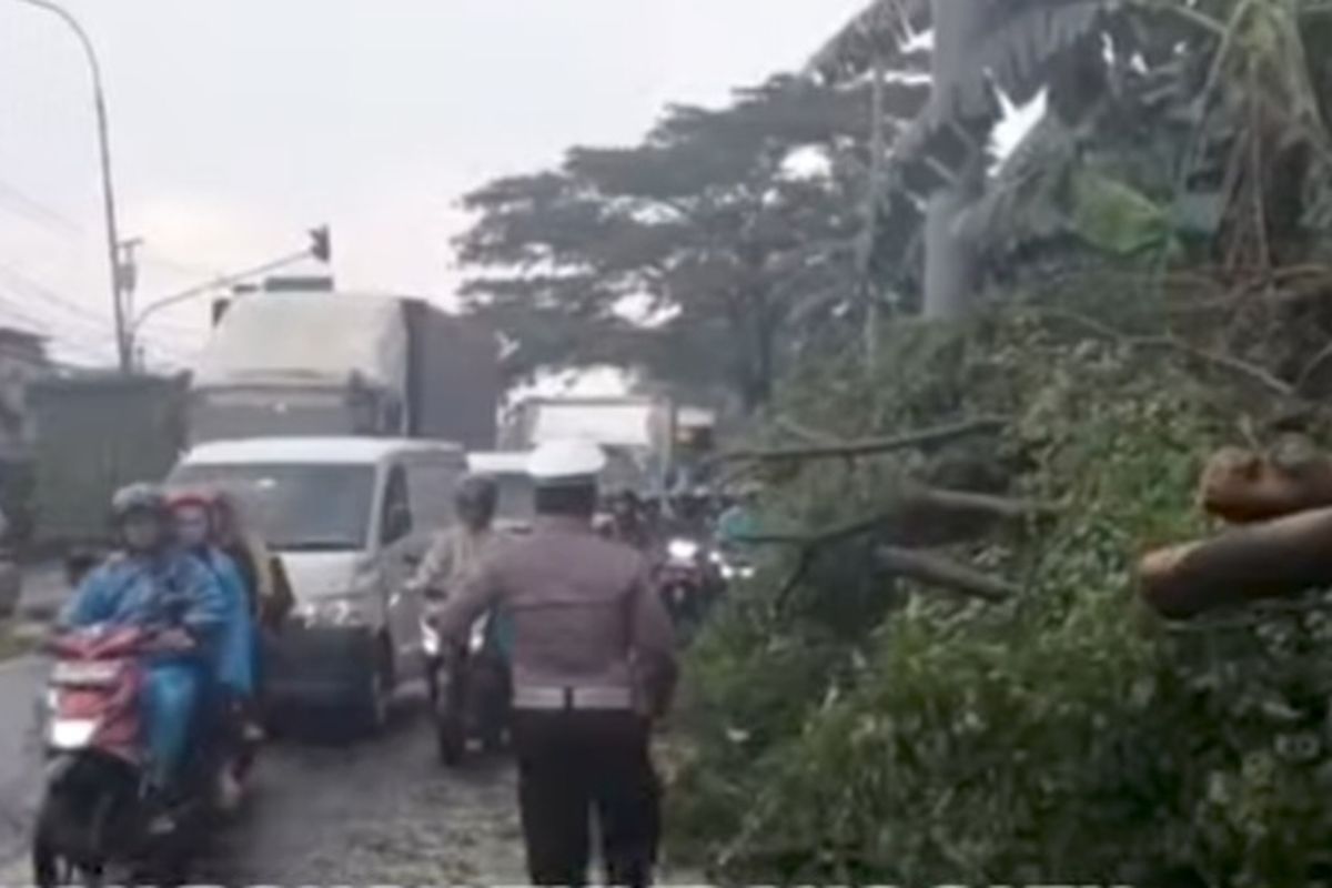 Pohon tumbang di Jalan Raya Bogor, Kota Depok, Jumat (10/10/2025).