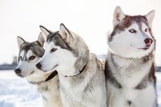 Siberian Husky Dapat Berbicara dan Mengerti Ucapannya, Betulkah? 