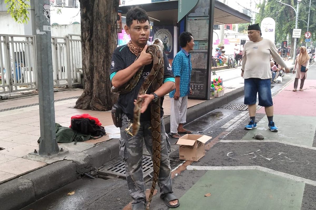 Pengunjung yang berfoto bersama Laksmi, sang ular sanca kembang saat di Car Free Day (CFD) Jalan Raya Darmo Surabaya, Minggu (1/6/2025).