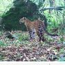 Macan Tutul Turun ke Perkampungan di Karawang Usai Meong Congkok Ditangkap Warga