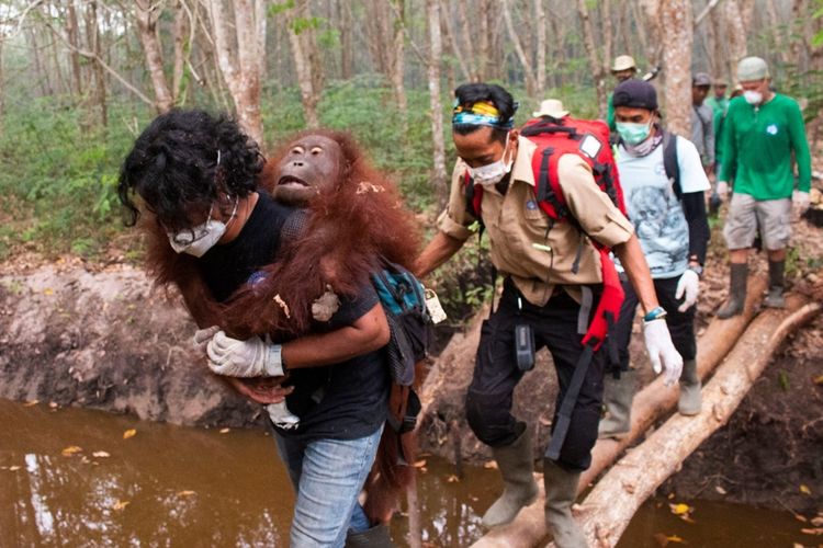 Satu individu orangutan yang diberi nama Jerit diselamatkan dari kebakaran hutan dan lahan (karhutla) di Kabupaten Ketapang, Kalimantan Barat, Senin (23/9/2019).