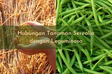 Hubungan Tanaman Serealia dengan Leguminosa