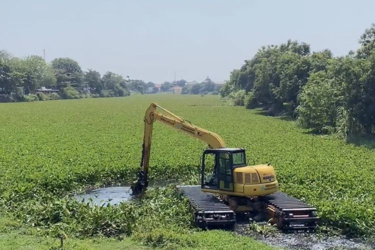 Upaya Penyelamatan Sungai Cimanuk Lama Indramayu yang Dipenuhi Lautan Eceng Gondok