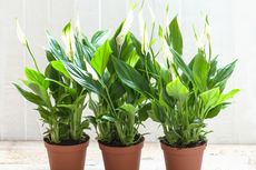 8 Manfaat Tanaman Peace Lily, Bersihkan Udara hingga Cegah Jamur