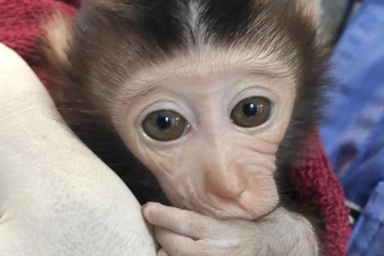 Monyet ekor panjang bernama Dede direhabilitasi oleh Jakarta Aid Animal Network setelah sebelumnya dijual dan dijadikan konten video unboxing.