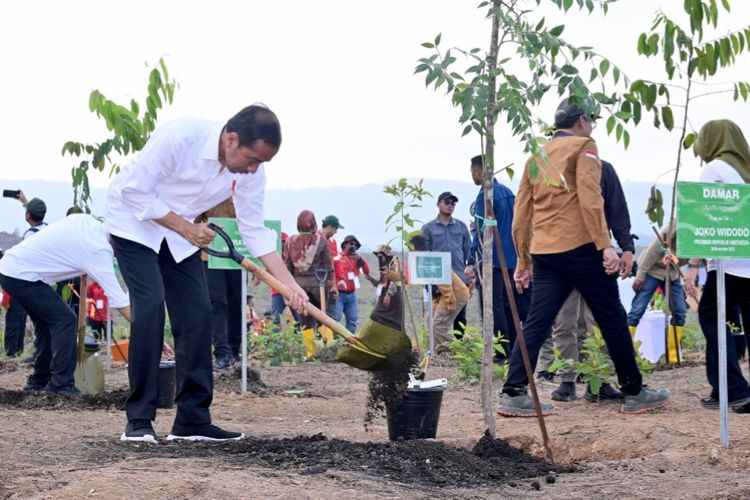 Presiden Joko Widodo saat menanam pohon di kawasan IKN, Kalimantan Timur pada Rabu (20/12/2023).