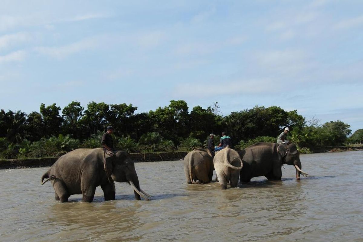 Gajah Sumatera di Bengkulu