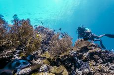 Saat Ambisi Energi Hijau Bertabrakan dengan Konservasi Biru di Raja Ampat