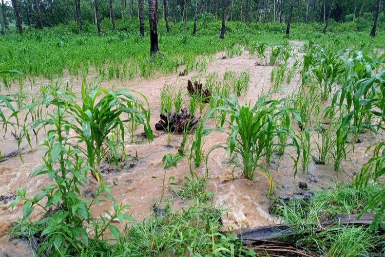Foto: Tanaman padi jagung di Flores Timur, NTT, yang terendam banjir.