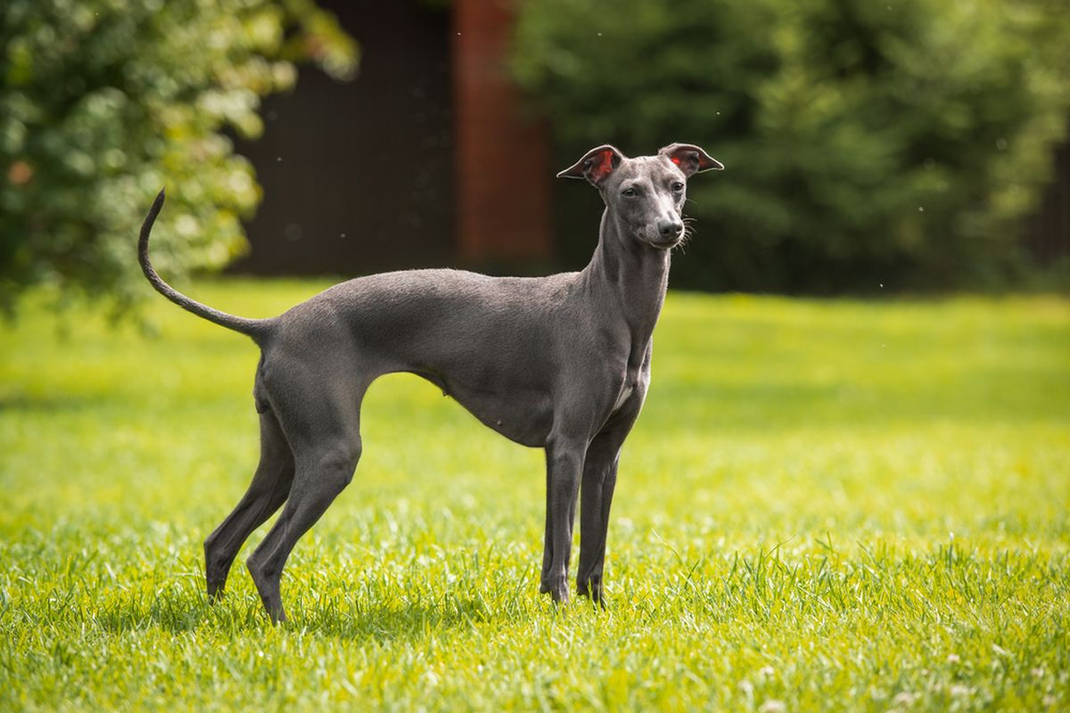 Ilustrasi anjing Italian Greyhound. 