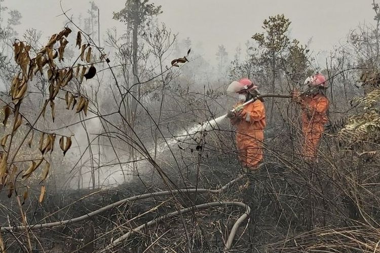 Sola (kiri) bersama sejumlah relawan lain memadamkan api di atas lahan gambut yang terbakar di Kabupaten Pulang Pisau, Kalimantan Tengah (19/09) 