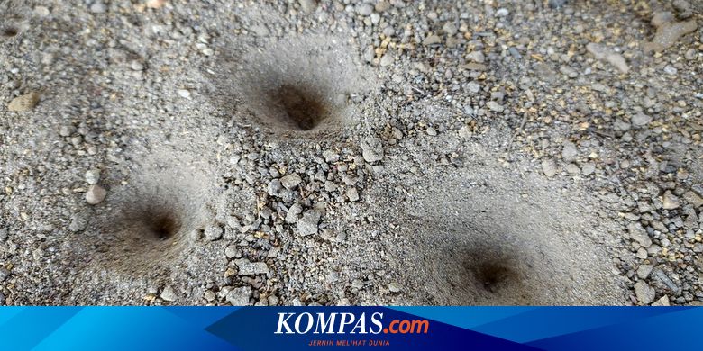 Serba Serbi Hewan Kenapa Undur Undur Jalan Mundur Dan Bikin Lubang Halaman All Kompas Com