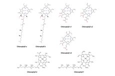 Jenis-jenis Klorofil