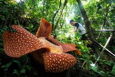 Potensi Rafflesia Jadi Obyek Wisata di Bengkulu