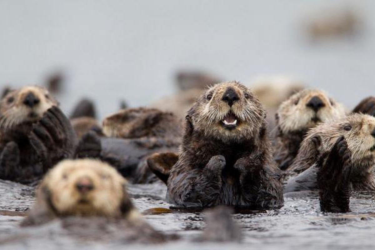 Sekelompok berang-berang laut utara berkumpul di Taman Nasional Katmai, Pulai Kodiak, Alaska.