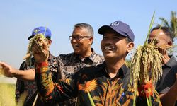 Eskportir: Pangsa Pasar Ekspor Ketan Hitam Indonesia Terbuka Lebar