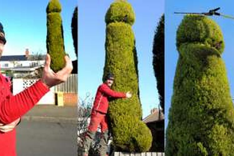 Chris Bishop, seorang lelaki di Bromsgrove, Worcestershire, Inggris menghabiskan waktu selama tiga tahun untuk memelihara dan membentuk sebuah pohon di pekarangannya, hingga berbentuk seperti penis.