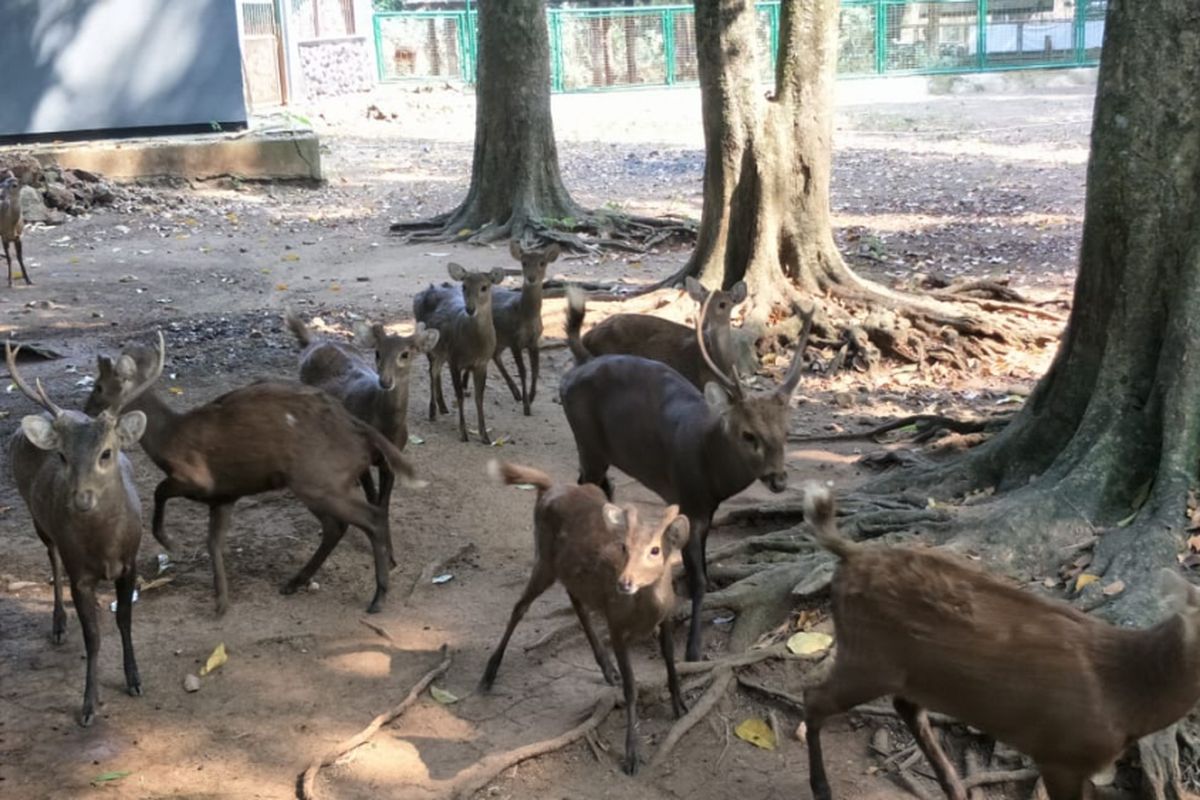 Rusa bawean yang jadi maskot Asian Games 2018 bernama Atung dipelihara di Taman Margasatwa Ragunan, Jakarta Selatan. Foto diambil Jumat (20/7/2018).