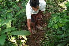 Cerita Warga Mengikuti Jejak Binatang Buas yang Memangsa Ternaknya hingga Masuk Hutan