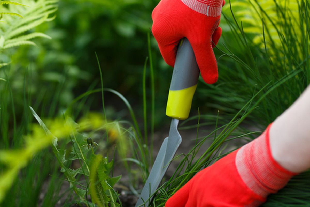 Ilustrasi gulma, Ilustrasi membasmi gulma di kebun.