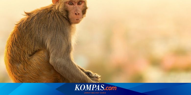 Kawanan Kera Liar Serbu Perkampungan di Pamekasan, 1 Lansia Tewas Digigit, Ini Faktanya - Vimarsana News