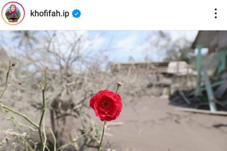 Bunga mawar merah di lokasi erupsi Gunung Semeru yang diunggah oleh Gubernur Khofifah.