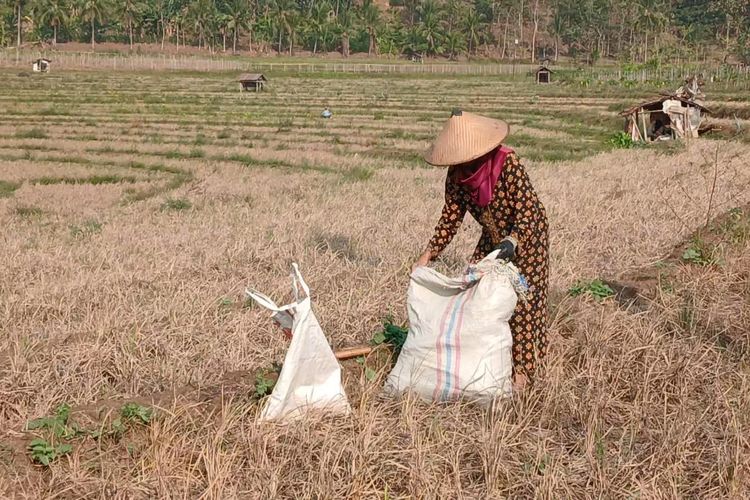 Usai Dihantam Hama Tikus, Sawah Petani di Semarang Kini Mengering Total