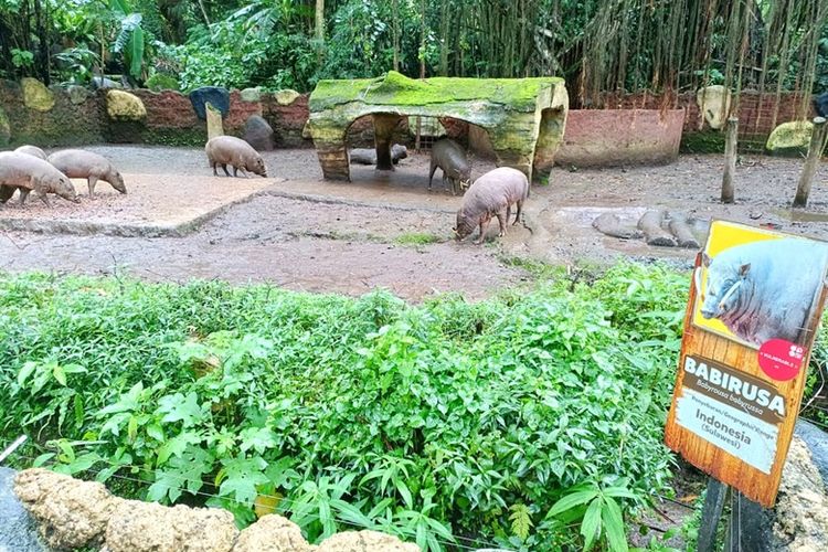 Konsep eduwisata yang dihadirkan TSI Cisarua harus membuat pengunjung membawa kesadaran baru bahwa hidup manusia terhubung dengan keberlangsungan satwa liar.