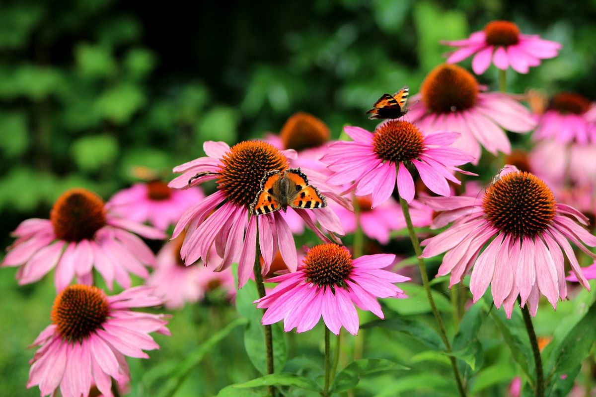 Echinacea, salah satu obat herbal kanker payudara