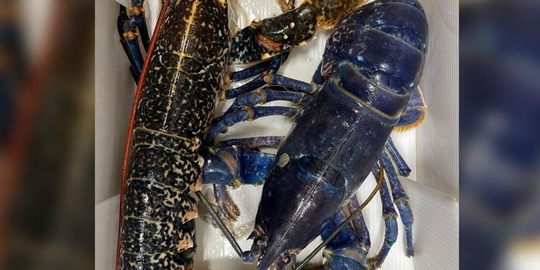 UNIK GLOBAL: Lobster Biru Langka Nyaris Jadi Seafood | Temuan Ikan Mas Raksasa - Vimarsana News
