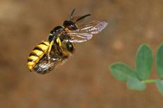 Mengapa Lebah Madu Mati Setelah Menyengat?