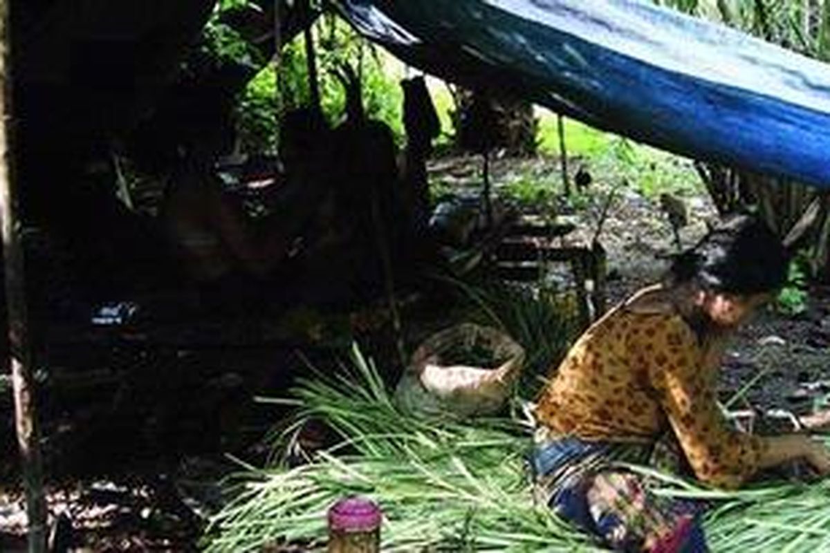 Seorang perempuan rimba menganyam daun rumbai untuk dijadikan tikar di sudut perkebunan rakyat di Desa Rejosari, Kecamatan Pemenang, Kabupaten Merangin, Provinsi Jambi, Rabu (2/12/2009). Akibat perluasan areal perkebunan sawit dan daerah transmigrasi, Orang Rimba yang tinggal di kawasan hutan Provinsi Jambi menjadi kian terdesak hid u p ny a .