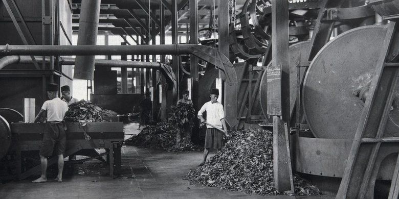 Suasana di dalam pabrik Cipetir sekitar 1925-1937. Berbeda dengan tanaman karet biasa, gutta percha dihasilkan dari getah daun karet oblong. 