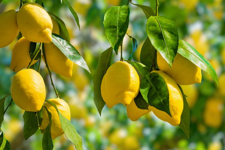 Ilustrasi tanaman lemon.