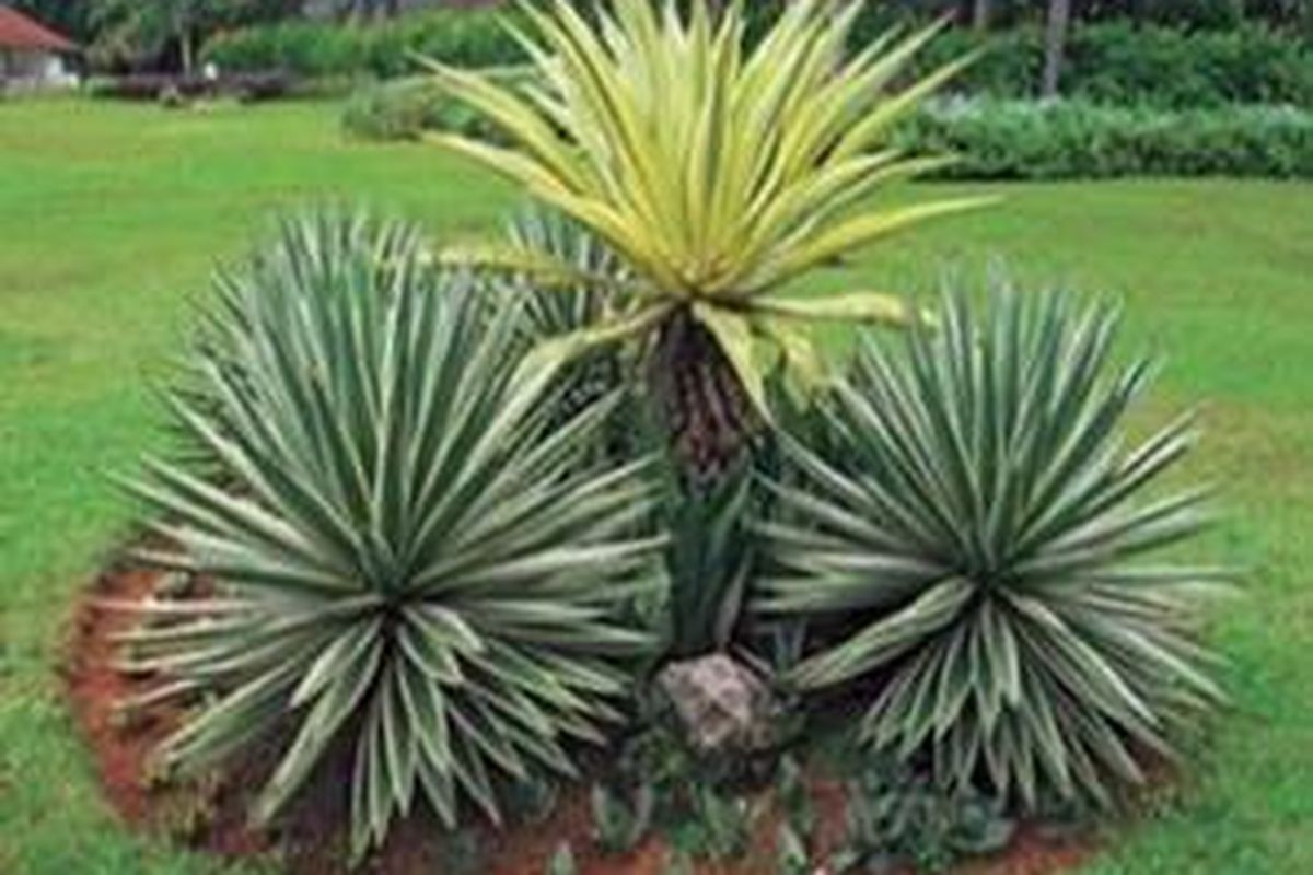 Layaknya kebanyakan tanaman sukulen, daun Agave tebal dan sedikit kaku. Warnanya mulai dari hijau tua, hijau muda, hingga kuning.