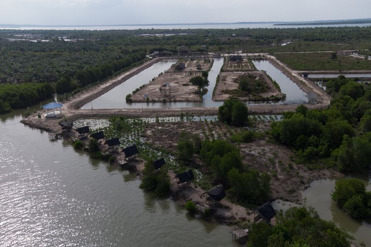 Hutan bakau yang dulunya dibabat untuk tempat budi daya lobster kini berubah menjadi kebun kelapa sawit dan pengelolaan pribadi berkedok pariwisata di Pangkalan Susu, Sumatera Utara. 