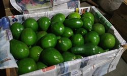 Ternyata, Alpukat untuk Atlet Asian Games dari Pasaman Barat