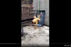 Viral, Video Ayam Gundul Hidup Tanpa Bulu, Ini Penjelasan Dokter Hewan