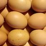 Berapa Lama Telur Segar Bisa Disimpan