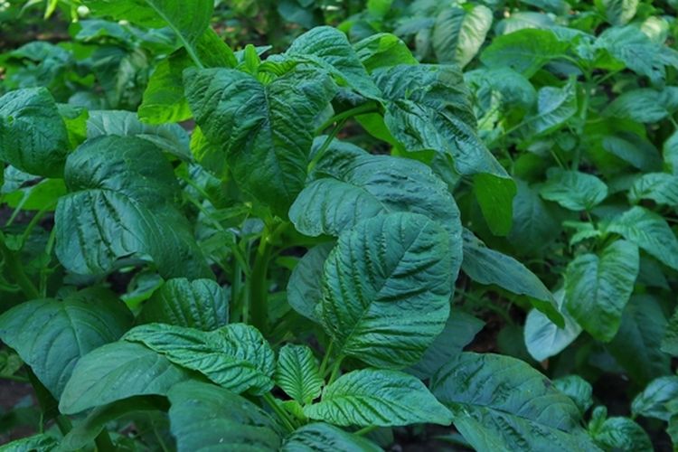 Ilustrasi bayam, menanam bayam, tanaman bayam.