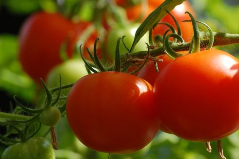 Cara Menanam Tomat di Polybag, Bisa Dilakukan di Lahan Sempit