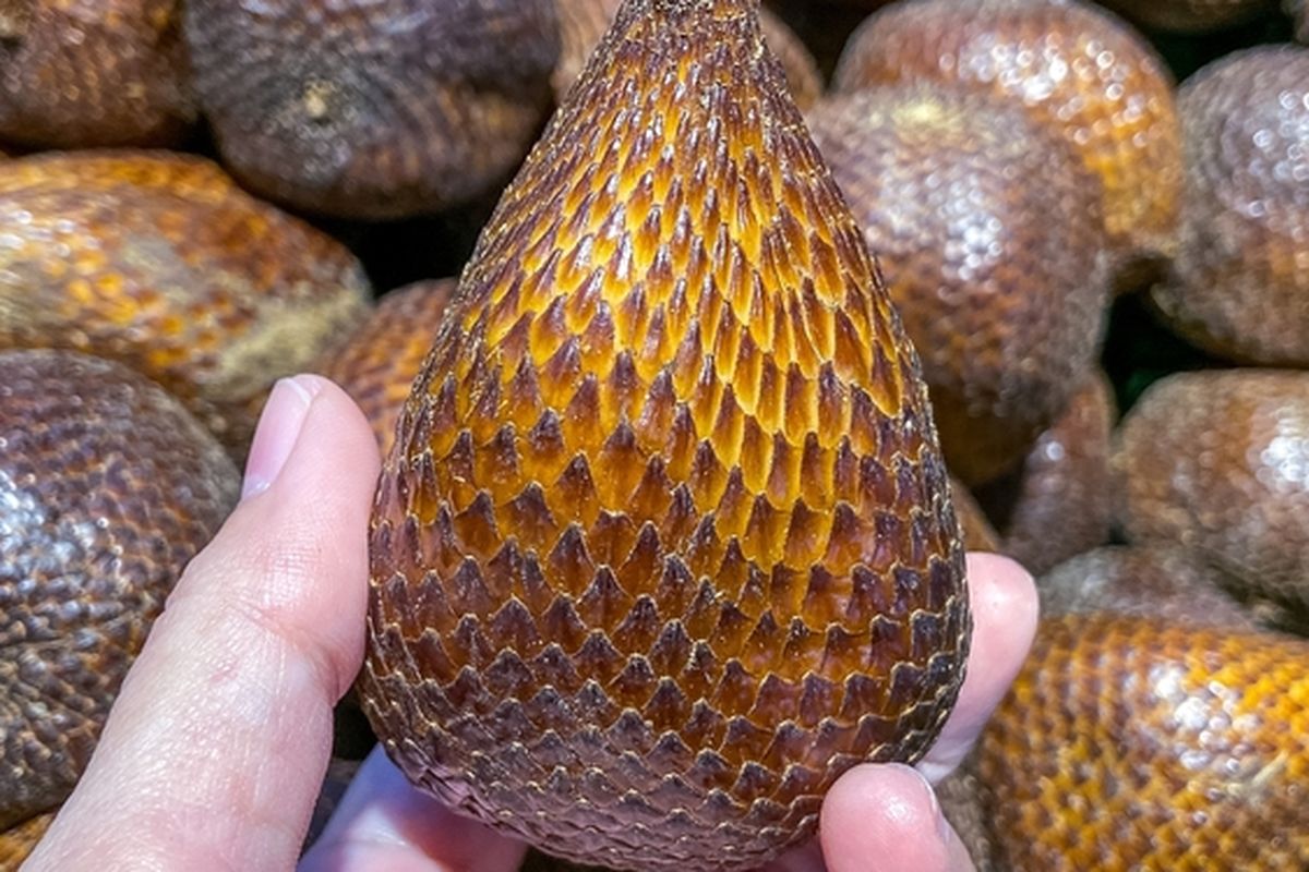 Ilustrasi buah salak
