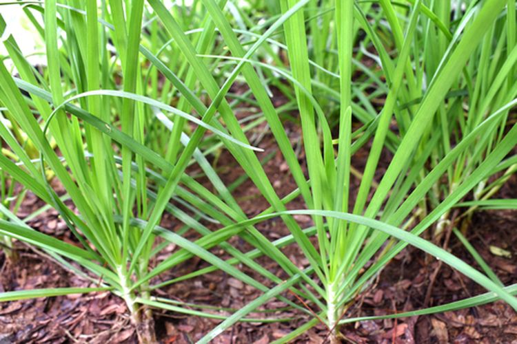 Ilustrasi menanam kucai, tanaman kucai