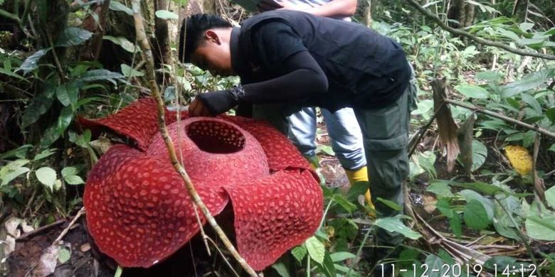Petugas BKSDA Agam memeriksa bunga Rafflesia yang tumbuh di daerah itu