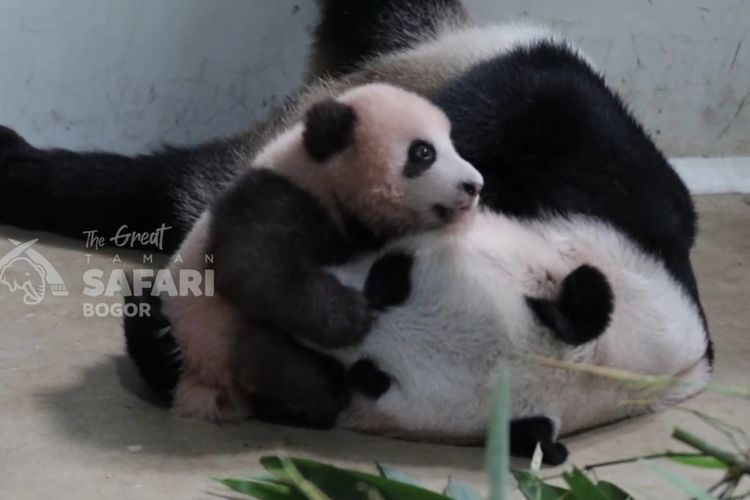 Lucunya Rio Si Bayi Panda yang Diberi Nama oleh Prabowo, Kini Mulai Berjalan