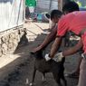 Cegah Rabies, Ribuan HPR di Sikka Divaksinasi
