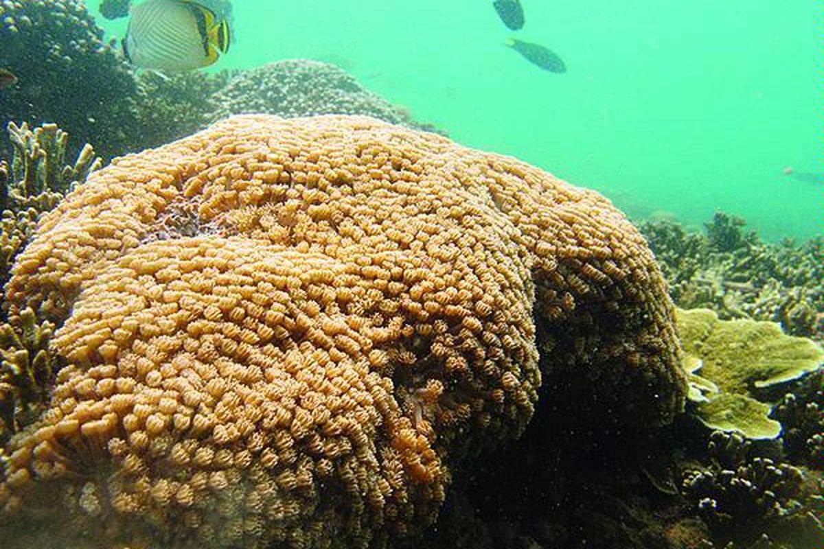 Terumbu karang Goniopora sp dengan jenis pertumbuhan submasif dikelilingi ikan-ikan indikator di di perairan Pulau Pisang Gadang, Kota Padang, Sumatera Barat, Sabtu (26/5). Tutupan terumbu karang baru mulai terlihat di kawasan perairan itu sekitar tiga tahun terakhir.